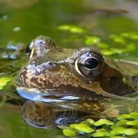 Lai varde neizžūtu – kā rūpēties par kurkstošo mājdzīvnieku