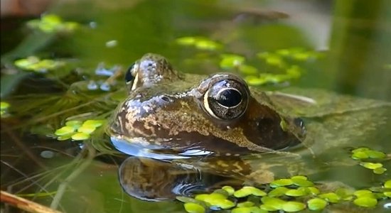 Lai varde neizžūtu - kā rūpēties par kurkstošo mājdzīvnieku