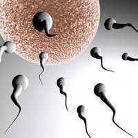 Populārākie mīti par vīriešu spermu