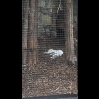 Aculieciniece satraukta par dzīvnieka līķi; zoodārzā stāsta – tās ir zvēra pusdienas