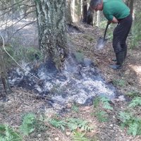 DAP: lieli postījumi dabai Ķemeru Nacionālā parka ugunsgrēkā nav nodarīti