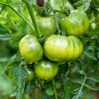 Vai lauka tomātiem ir jāizlauž pazarītes