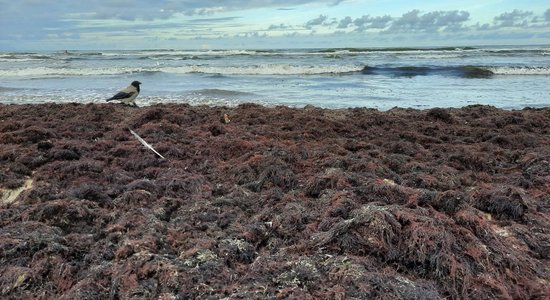 Liepājā var vākt vērtīgo mēslojumu dārziem – jūras zāles