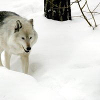Волк стал животным 2014 года в Латвии