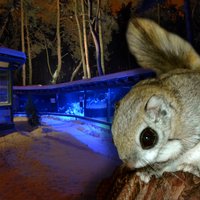 Ziemas naktīs Rīgas zoodārzā varēs vērot dzīvnieku uzvedību tumsā