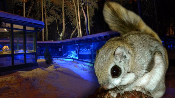 Ziemas naktis Rīgas zoodārzā - 3