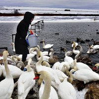 Читатели: На Даугаве у Дарзини погибают прикормленные людьми лебеди (обновлено: перекормили)
