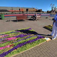 Fotoreportāža: Ventspils osta piesedzas ar ziedu paklājiem