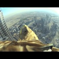 Video: Elpu aizraujoši - ērgļa lidojums no pasaulē augstākās ēkas Dubaijā