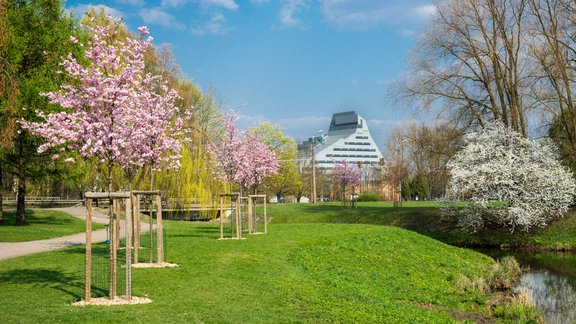 Rīgā uzziedējušas sakuras