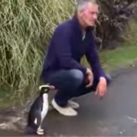 Video: Jaunzēlandes draudzīgais pingvīniņš, kas staigā pa ielām un nebaidās no cilvēkiem