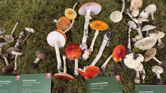 ФОТО, ВИДЕО. На этой неделе в Музее природы пройдет Большая выставка грибов