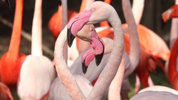 Rīgas Zooloģiskais dārzs, Rīgas zoo, flamingi, flamingo