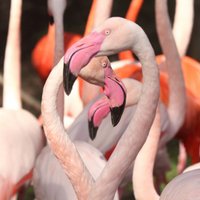 Frankfurtes zooloģiskajā dārzā nogalināti 15 flamingo