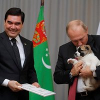 ФОТО, ВИДЕО: Президент Туркмении подарил Путину щенка алабая