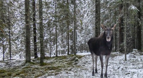 Foto: Aļņu puika Brūnītis devies ziemīgā pastaigā