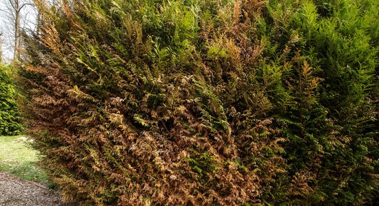 Kāpēc rudenī nobrūnē skuju koki, un ko ar to iesākt