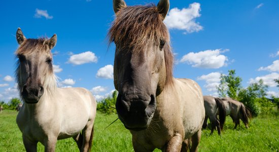 Foto stāsts: Kā Jelgavas pils salā dzīvo majestātiskie savvaļas zirgi