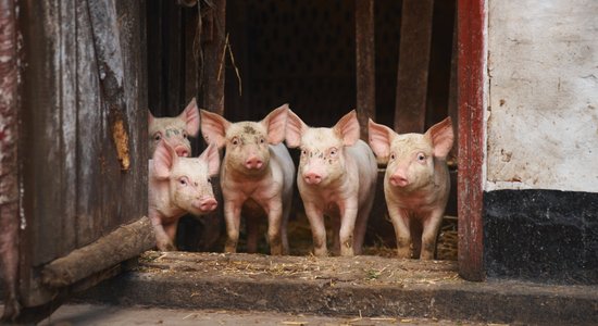 Cūkgaļas iepirkuma cena pērn sasniegusi piecgades maksimumu