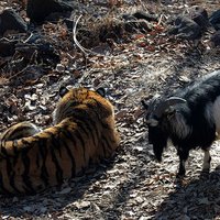 ВИДЕО: Козел Тимур и тигр Амур научились играть в футбол