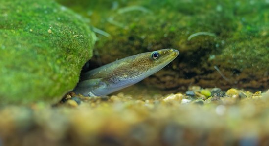 100 gadu pūliņi vainagojas panākumiem – pirmo reizi zuši izsekoti līdz nārsta vietai