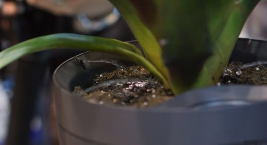 CES-2016: Parrot Pot — "умный горшок", заботящийся о комнатных растениях