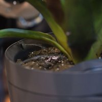 CES-2016: Parrot Pot — "умный горшок", заботящийся о комнатных растениях