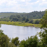 Pirmo reizi Latvijā novērots dzeltenais gārnis