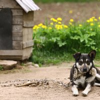 Сторожевая собака в доме — как обустроить ее вольер и будку