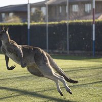 Десятки тысяч голодных кенгуру заполонили крупные города Австралии