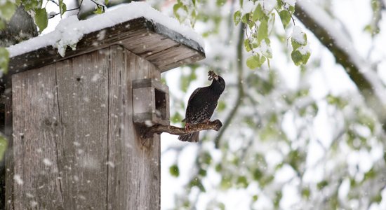 Bauskā un Daugavpilī pārspēts pavasara vēlākā sniega rekords