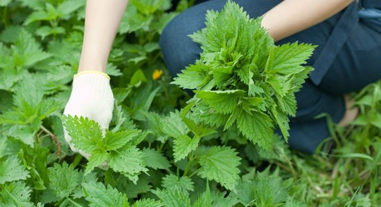 Iesaka eksperts: nātru vircas recepte dārza veselībai