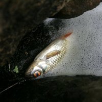 Zivis Puzes ezerā mirušas klimata izmaiņu dēļ, skaidro ihtiologs