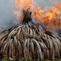 Foto: Kenijā sadeg 105 tonnas ziloņkaula