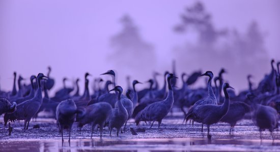 Maģiski foto: Dzērvju pulks saullēkta gaismā