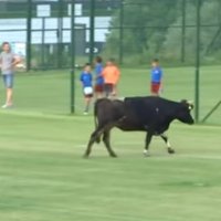 Video: Bullis pārsteidz futbolistus pārbaudes spēles laikā