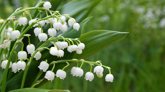 convallaria majalis, maijpuķītes, maijpuķīte, kreimenes