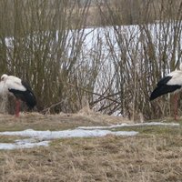 Bioloģe iesaka baltos stārķus ziemā neglābt, bet ļaut cīnīties pašiem