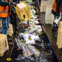 Foto: Krahs arī ziedu saloniem – Nīderlandē iznīcina tūkstošiem augu
