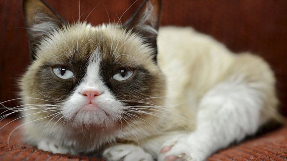 Grumpy Cat Endorsement.JPEG-017d7