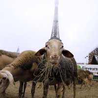 Foto: 'Protesta avis' – Parīzē dumpojas lauksaimnieki