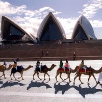 Austrālijā no helikopteriem sākta ap 10 000 kamieļu izšaušana