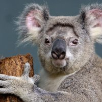 ФОТО: Юный самец коалы уснул во время побега из вольера