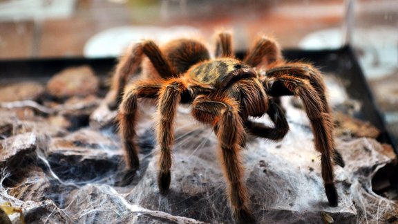 Tarantuls, putnu zirneklis