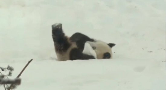 Video: Panda Somijā lustīgi kūleņo pa sniegu