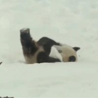 Video: Panda Somijā lustīgi kūleņo pa sniegu