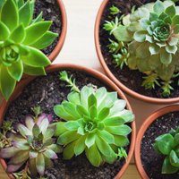Ilgdzīvotāji kaktusi un sukulenti – padomu izlase augu kopšanai