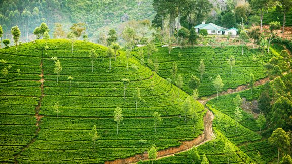 sri lanka tea plantation