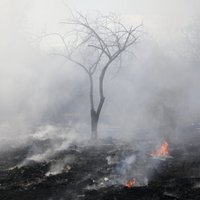 VUGD brīdina par paaugstinātu ugunsbīstamību Latvijas centrālajā daļā