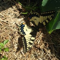 Jēkabpilī piemājas dārzā iemūžināts 'Papilio machaon'